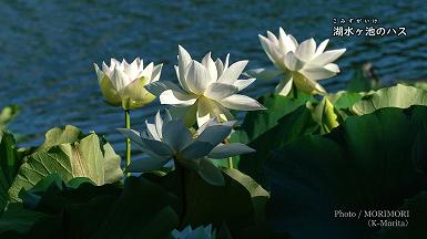 湖水ヶ池のハスの花