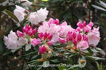 �V���N�i�Q�̐X�@�{�茧�O�Ғ��ɂā@
