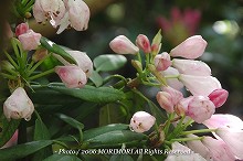 �V���N�i�Q�̐X�@�{�茧�O�Ғ��ɂā@