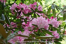 �V���N�i�Q�̐X�@�{�茧�O�Ғ��ɂā@