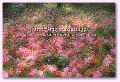 宮崎の花　椿山森林公園