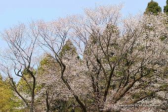 天神の山桜（ヤマザクラ）　02　上部