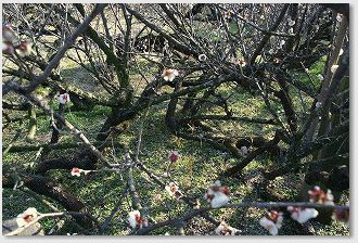 月知梅公園で撮影した梅の写真02