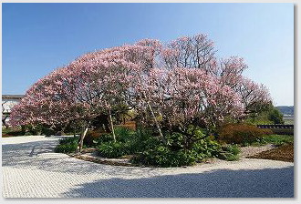 国富町　萬福寺で撮影した梅の写真01
