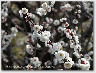 月知梅公園で撮影した梅の写真01