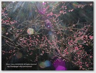 青島自然休養村「好隣梅」で撮影した梅の写真
