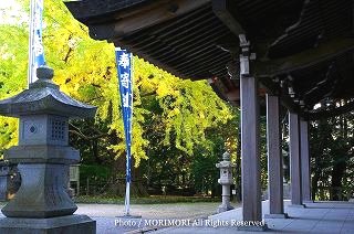 生目神社の大イチョウの木 2008