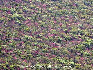 新燃岳斜面のキリシマミツバツツジと新緑