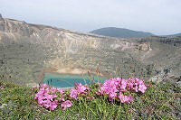 新燃岳で撮影したミヤマキリシマ04