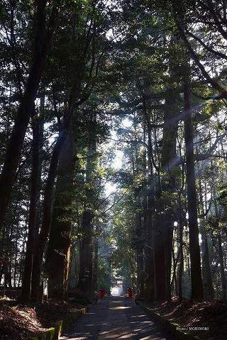 狭野杉に覆われた、日本最長規模の長さの参道
