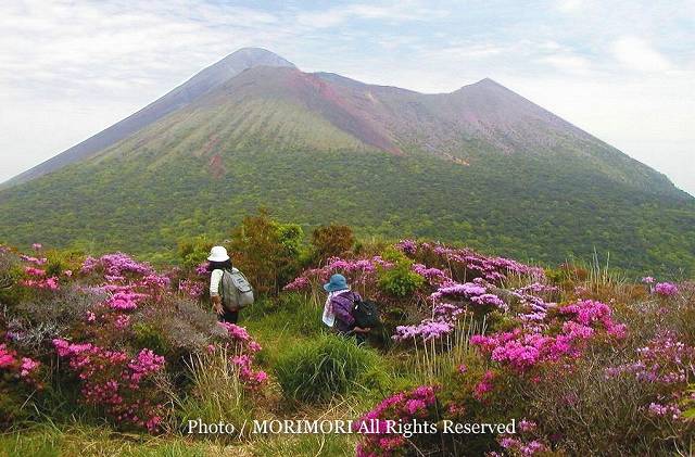 中岳中腹探勝路周遊コース　高千穂峰を背景にミヤマキリシマ