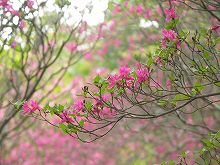 �V�R�x�ƕ��@�L���V�}�~�c�o�c�c�W�@01