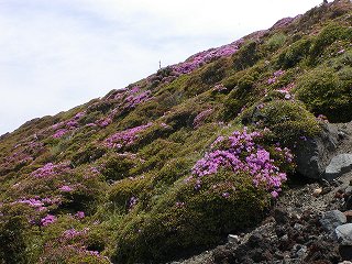 高千穂峰登山道　山頂付近のミヤマキリシマ