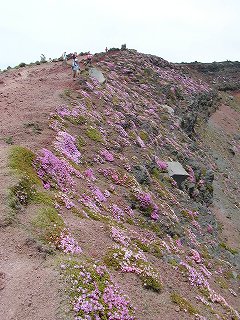 高千穂峰登山　御鉢火口の中もミヤマキリシマ
