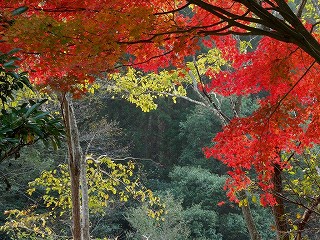山之口町青井岳温泉で撮影した紅葉−