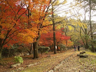 山之口町青井岳温泉で撮影した紅葉−