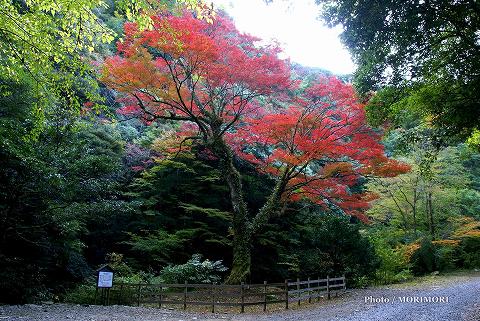 日南市北郷町 イロハモミジの巨木 全景