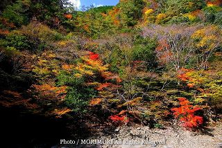 見立渓谷の紅葉の写真　