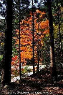 見立渓谷の紅葉の写真　