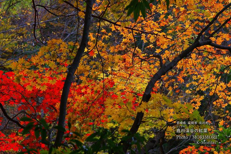 鹿川渓谷（ししがわ渓谷）の紅葉