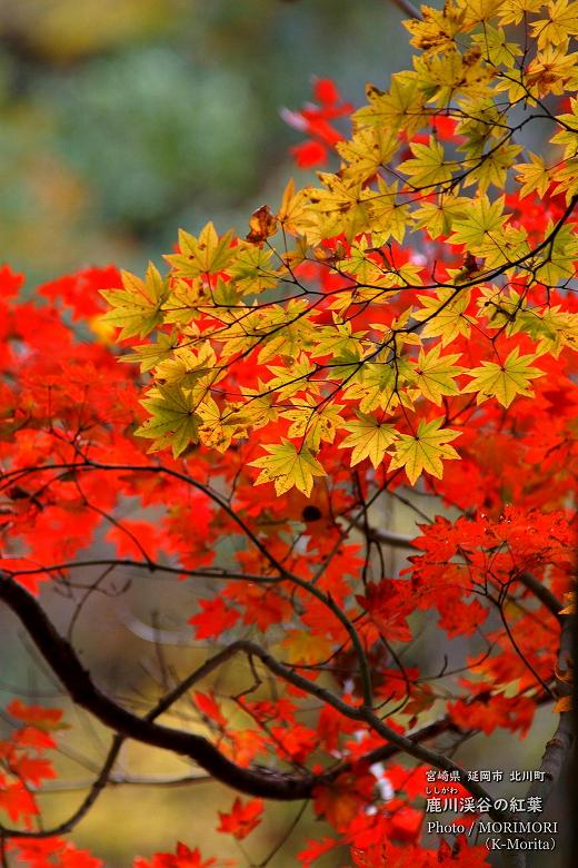 鹿川渓谷（ししがわ渓谷）の紅葉
