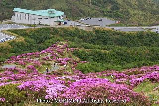 仙酔峡(せんすいきょう)のミヤマキリシマの写真　07　ロープウェー駅、駐車場付近の写真