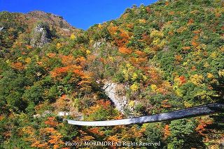 五家荘の紅葉スポット　梅の木轟公園吊り橋の写真　　02
