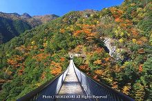 五家荘の紅葉スポット　梅の木轟公園吊り橋の写真　04