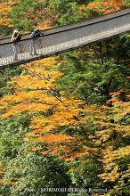 五家荘の紅葉スポット　梅の木轟公園吊り橋の写真　08
