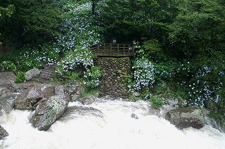 見帰りの滝（見返りの滝）（日本の滝百選）周辺のアジサイの写真佐賀県唐津市