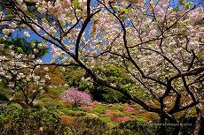 御船山楽園の写真　春　八重桜