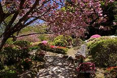 八重桜咲く散策道