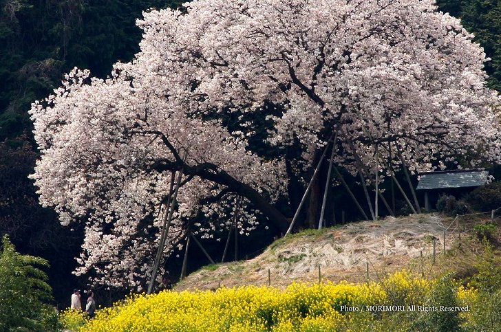 納戸料の百年桜(なんどりょうの百年桜)の写真