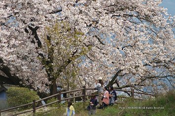 納戸料の百年桜　(満開)　佐賀県嬉野市　