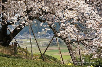 納戸料の百年桜　(八重咲きの品種)　