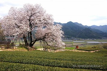 納戸料の百年桜　(まわりは茶畑)