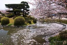 小城公園 心字池（しんじいけ）付近の桜　