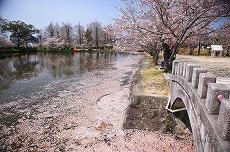 小城公園 心字池付近の桜