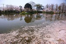 小城公園 心字池付近の桜