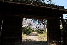岡山神社　神門越しに桜