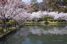小城公園　烏森稲荷神社鳥居付近の池