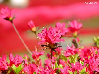 �Ŕ��d�����i�{�茧�O�Ғ��j�c�c�W�@�O�S