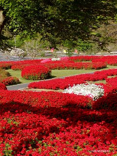 �Ŕ��d�����i�{�茧�O�Ғ��j�c�c�W�@�O�T