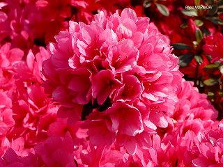 �Ŕ��d�����i�{�茧�O�Ғ��j�c�c�W�@�O�V