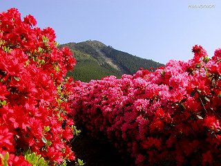 �Ŕ��d�����i�{�茧�O�Ғ��j�c�c�W�@�O�W
