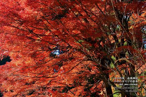 白鳥神社イロハモミジの大木