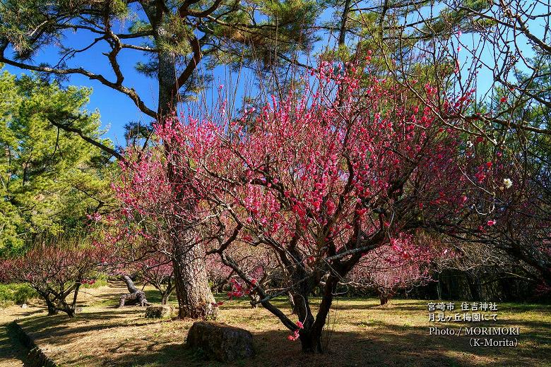 住吉神社　月見ヶ丘梅園