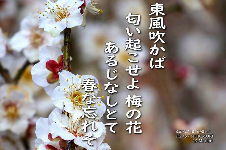 月見ヶ丘梅園 令和７年(2025年)2月14日撮影