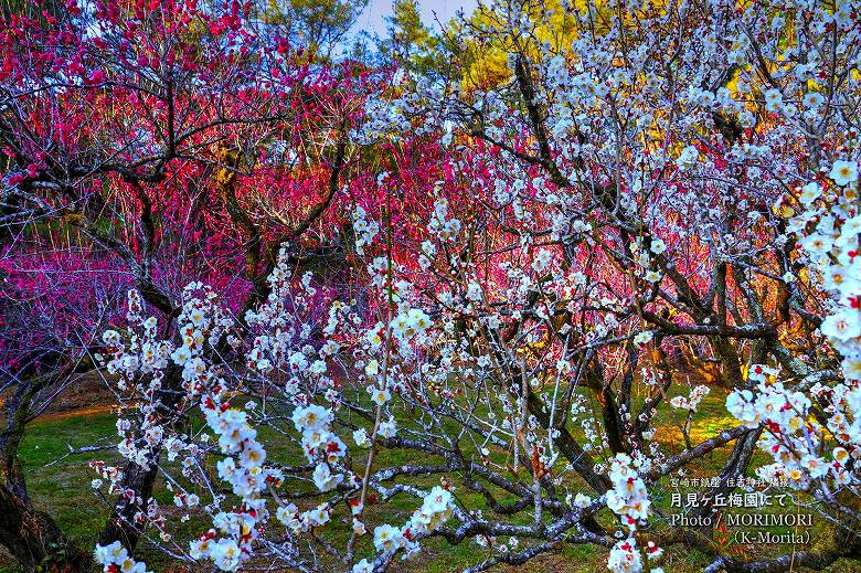 月見ヶ丘梅園 令和７年(2025年)2月14日撮影