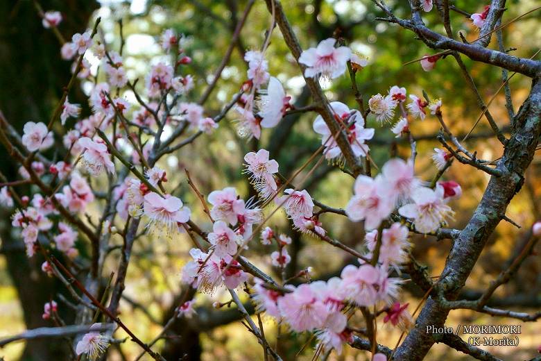 住吉神社 月見ヶ丘梅園の梅
